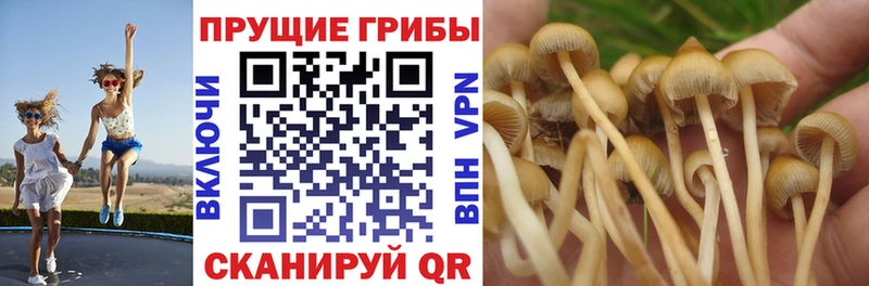 купить наркоту  Фатеж  Галлюциногенные грибы прущие грибы 